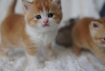 Munchkin kittens available